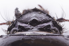 Geotrupes ibericus