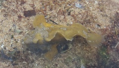 Phyllophryne scortea