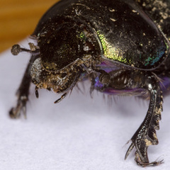 Trypocopris pyrenaeus