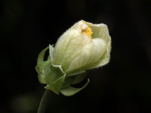 Pavonia paludicola, photograph 1