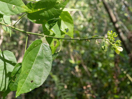 Pavonia paludicola, photograph 2