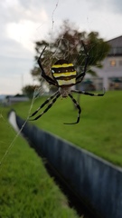 Argiope amoena