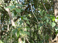 Pavonia paludicola, photograph (c) Turner Brockman, some rights reserved (CC BY-SA)