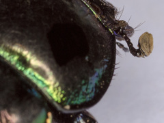 Trypocopris pyrenaeus