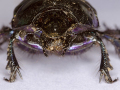 Trypocopris pyrenaeus