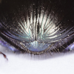 Geotrupes ibericus