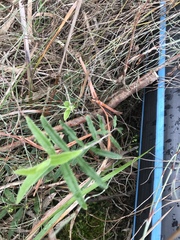 Billardiera scandens