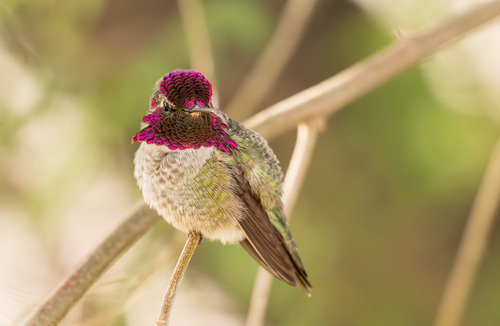 Anna's Hummingbird photographed in Nevada