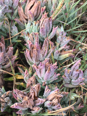 Chloropyron maritimum palustre