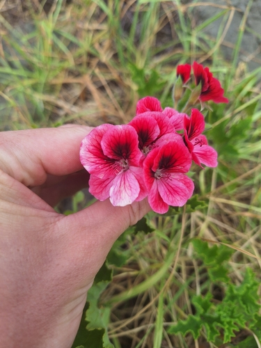 regal pelargonium (Pelargonium ×)