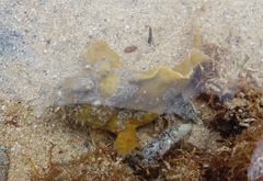 Phyllophryne scortea