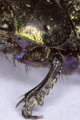 Trypocopris pyrenaeus