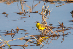 Motacilla flava thunbergi
