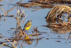 Motacilla flava thunbergi