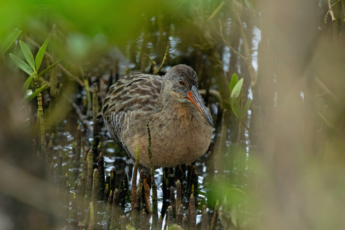 Clapper Rail