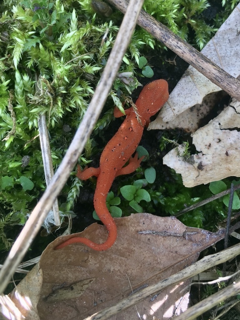 Red-spotted Newt