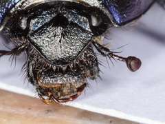 Geotrupes ibericus