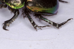 Trypocopris pyrenaeus