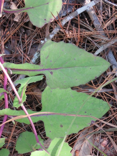 Emilia sonchifolia