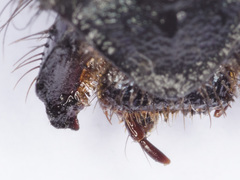 Geotrupes ibericus