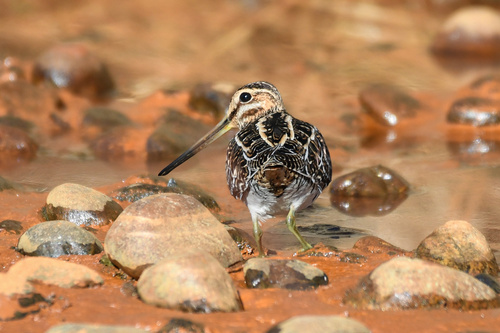 Agachadiza de Wilson (Gallinago delicata)