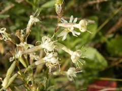 Silene tatarica