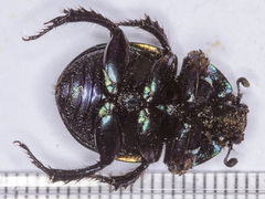 Trypocopris pyrenaeus