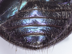 Geotrupes ibericus