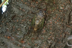 Cryptotympana facialis