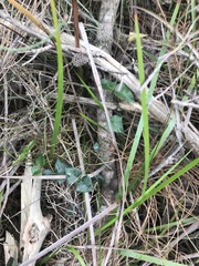 Platylobium obtusangulum