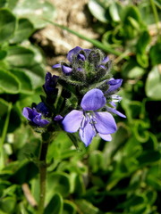 Veronica bellidioides