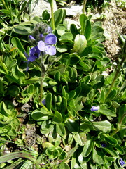 Veronica bellidioides