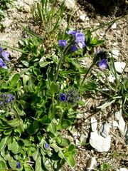 Veronica bellidioides