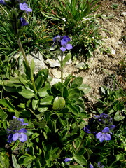 Veronica bellidioides