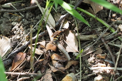 Scolia histrionica japonica