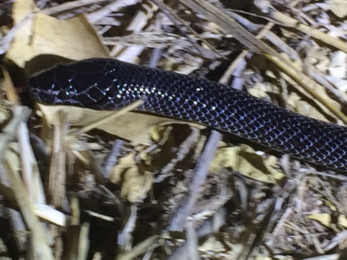 Lycophidion jacksoni