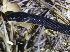 Western Jackson’s Wolf Snake
