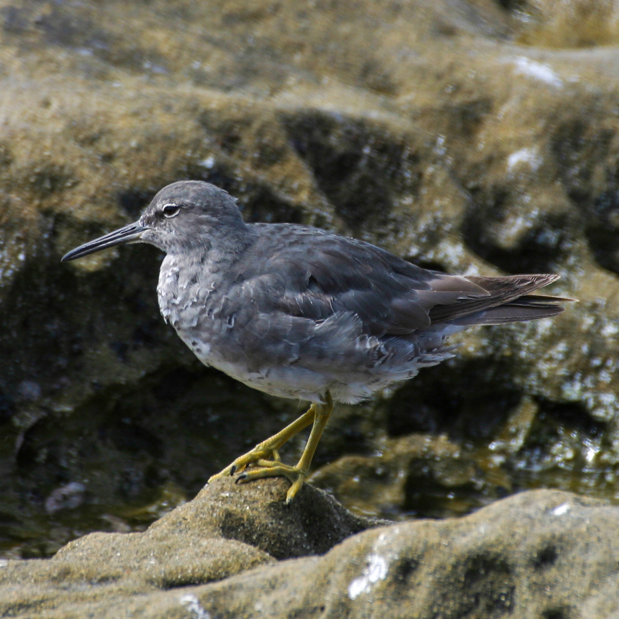 Wandering Tattler (Tringa incana)
