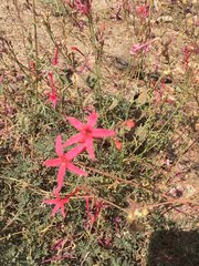 Ipomopsis aggregata bridgesii