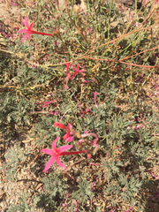 Ipomopsis aggregata bridgesii