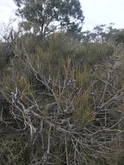 Allocasuarina paludosa