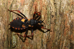 Acanthaspis immodesta