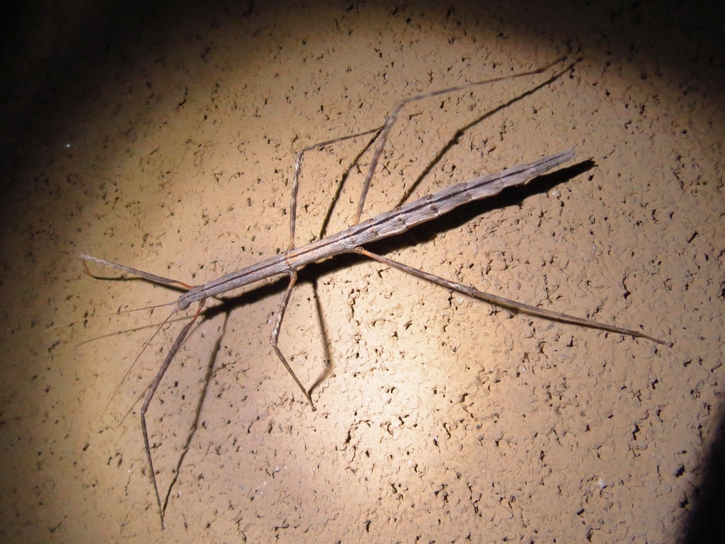 Striped Walkingstick