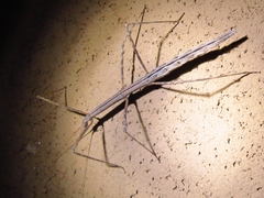 Pseudosermyle strigata