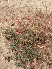 Ipomopsis aggregata bridgesii