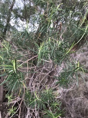 Ozothamnus ferrugineus