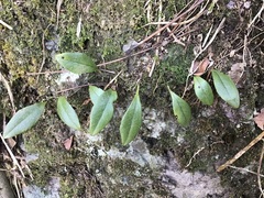 Lepisorus carnosus, photograph 王天, CC BY, iNaturalist via GBIF
