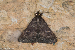 Hypenula cacuminalis