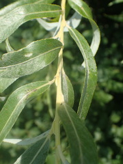 Salix × fragilis vitellina