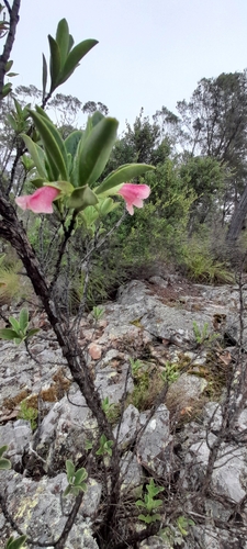 Prostanthera porcata, 2025-01-26